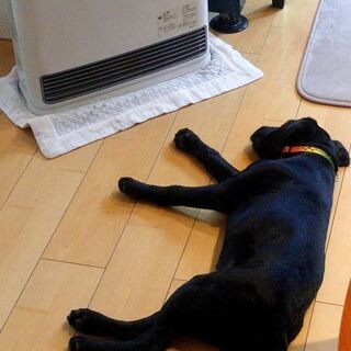愛犬の友達になってくれる方を募集します − 東京都