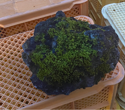 (代理出品です！) 神鍋産溶岩石　庭石などにおすすめ！②