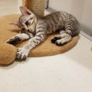 《募集一時中止中》アメリカンショートヘア風　かわいい子猫2匹