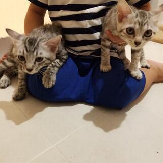 《募集一時中止中》アメリカンショートヘア風　かわいい子猫2匹 - 猫