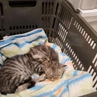 《募集一時中止中》アメリカンショートヘア風　かわいい子猫2匹 − 熊本県
