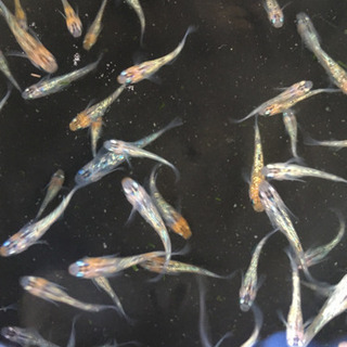 忘却の翼  メダカ  若魚
