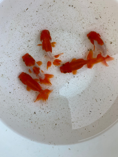 メダカビレッジ　宇野系らんちゅう