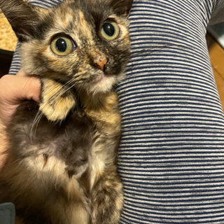 さび猫子猫　2ヶ月の女の子 - 猫