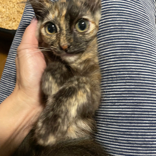 さび猫子猫　2ヶ月の女の子の画像