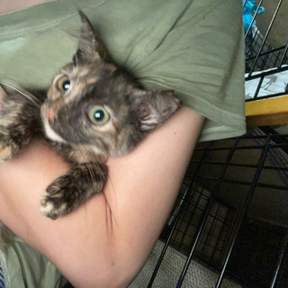 さび猫子猫　2ヶ月の女の子 - 大阪市