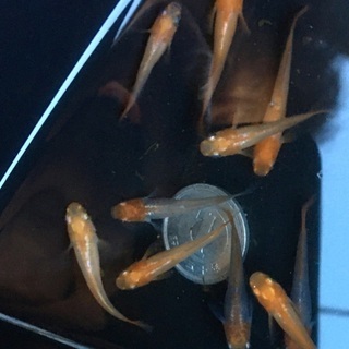【メダカ】プラチナ牡丹成魚サイズ10匹