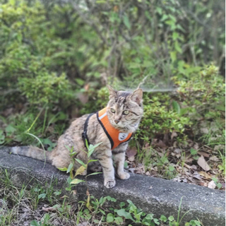 【探してます】猫が迷子になりました
