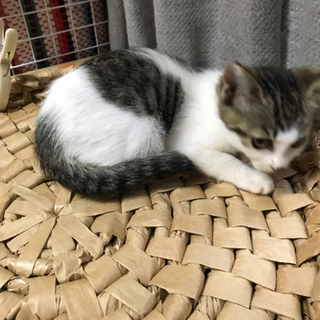 ２匹の子猫【交渉中】 - 里親募集