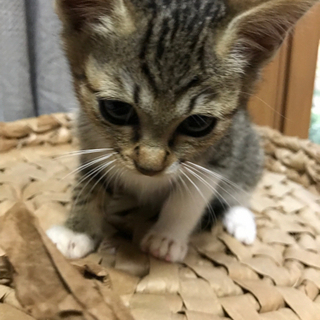 ２匹の子猫【交渉中】 − 石川県