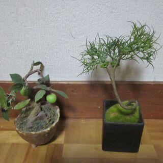 ホンモノっぽいプチ盆栽（作りものです）