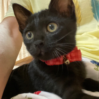 縁起の良い黒猫3ヶ月