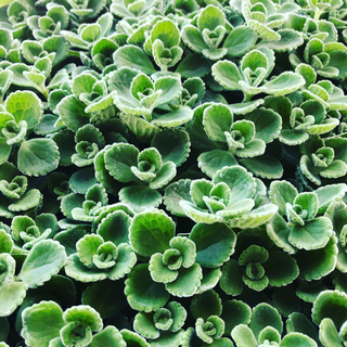 多肉植物 ハーブ アロマティカス カット苗