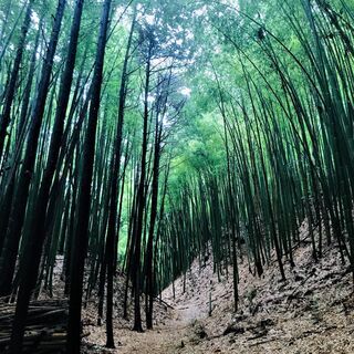 【山歩きのススメ】首都圏近郊で登山を楽しみませんか