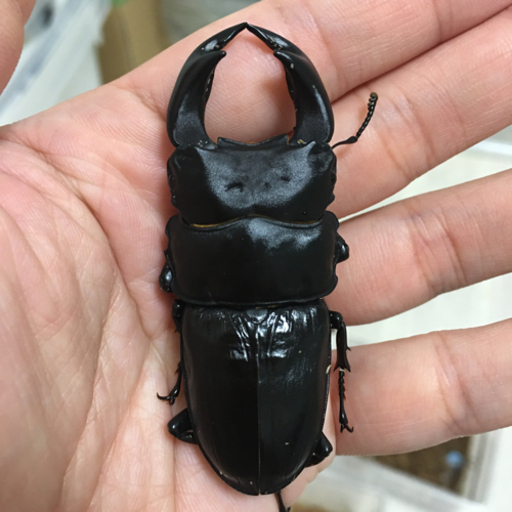 阿古谷オオクワガタ逆ハペア　極短極太