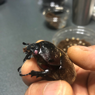 阿古谷RRピンク目カブト虫　卵の画像