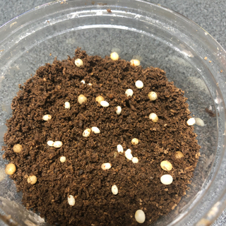阿古谷RRピンク目カブト虫　卵