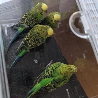セキセイインコ　4羽　成鳥　