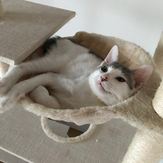 キャンセルに付き再募集❣️パステル系〜イケメンサルシッチャくん🇮🇹4ヶ月❣️ - 里親募集