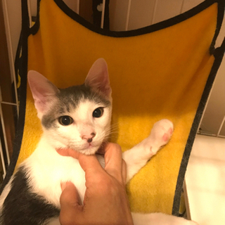 キャンセルに付き再募集❣️パステル系〜イケメンサルシッチャくん🇮🇹4ヶ月❣️ - 大田区