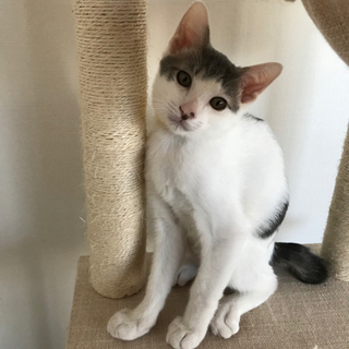 キャンセルに付き再募集❣️パステル系〜イケメンサルシッチャくん🇮🇹4ヶ月❣️ - 猫