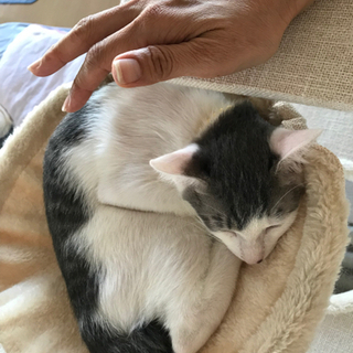 キャンセルに付き再募集❣️パステル系〜イケメンサルシッチャくん🇮🇹4ヶ月❣️ − 東京都