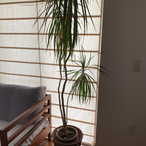観葉植物