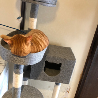 多頭飼い用キャットタワー175センチ