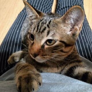 元気いっぱいのオス猫ちゃんの里親さん募集!!