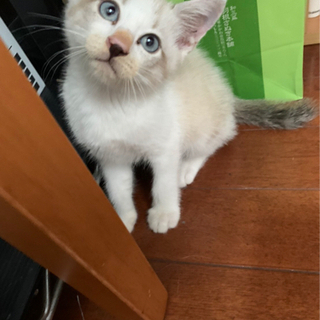 子猫の里親募集　内容最後まで読んでお問い合わせ下さい。宜しくお願...