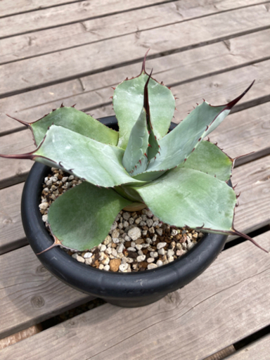 パリー　トランカータ　約19cm