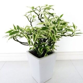 観葉植物・ ペディランサス ・大銀竜・絶賛成長中！「商売繁盛の木...