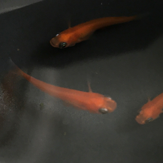 紅帝メダカ、極龍メダカ