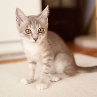 【里親決定】多頭飼育に向いてる純血っぽい女の子