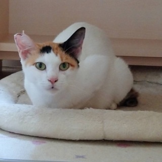 ☆とても小柄な白三毛ちゃん☆