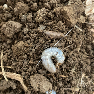 【夏】カブトムシ　クワガタ　幼虫の画像