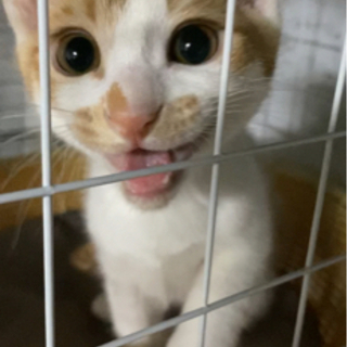 生後4ヶ月の子猫です