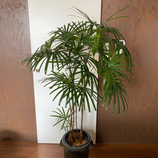 大型棕櫚竹(シュロチク)観葉植物 サイズ160cm