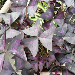 花の苗　オキザリス　１株