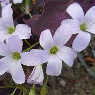 花の苗　オキザリス　１株の画像
