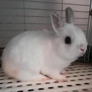 可愛い黒目の小さな白うさぎの画像