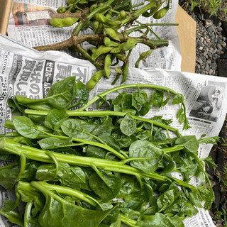 農薬、化学肥料不使用の野菜です。の画像