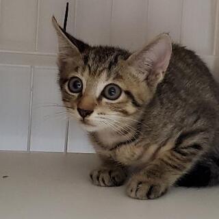 優しい家族募集終了です、ありがとうございました( ´∀｀)