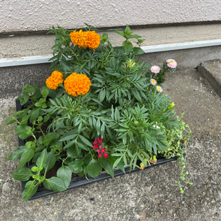 花苗差し上げます！ランタナなど。