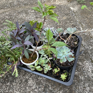 多肉植物など差し上げます！