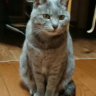 成猫　グレー