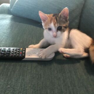子猫（三毛猫４か月、メス）里親様を募集しております。