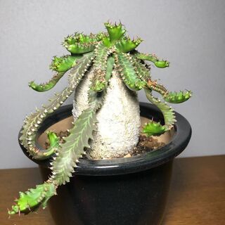 ユーフォルビア・ステラータ ユーフォルビア ステラータ Euphorbia stellata | mana's farm: