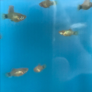 熱帯魚のグッピーとプラティ飼いませんか？