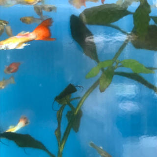 熱帯魚のグッピーとプラティ飼いませんか？の画像